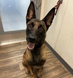 Shelter Stray Male Dog last seen Ocean View Boulevard, San Diego, CA, 92113, 5500 Gaines St, San Diego, CA 92110, USA