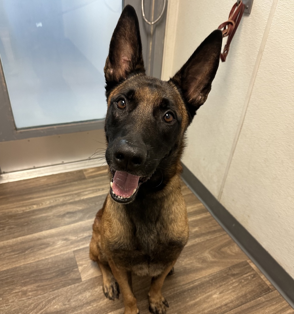 Shelter Stray Male Dog last seen Ocean View Boulevard, San Diego, CA, 92113, 5500 Gaines St, San Diego, CA 92110, USA