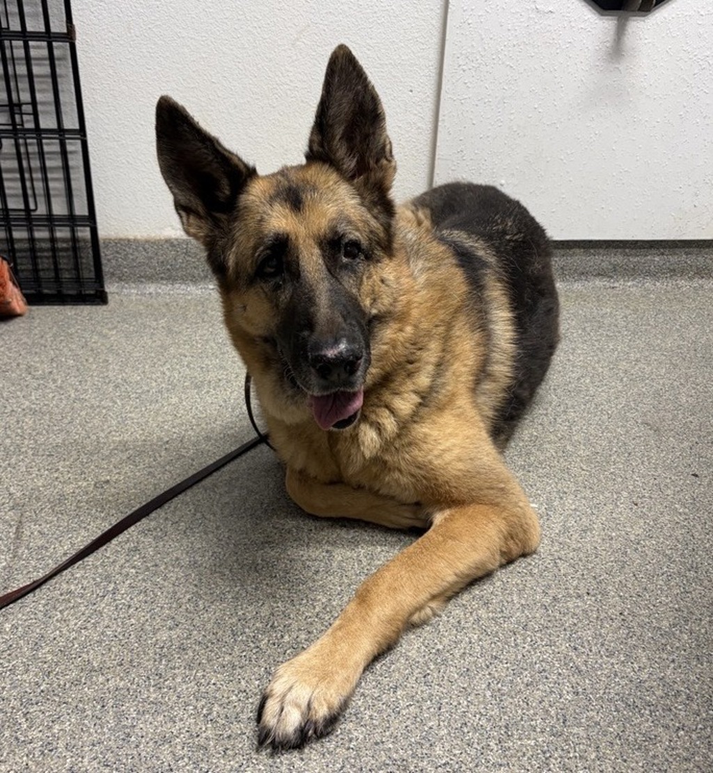 Shelter Stray Female Dog last seen S Hale Avenue, Escondido, CA, 92029, Escondido, CA 92027, USA