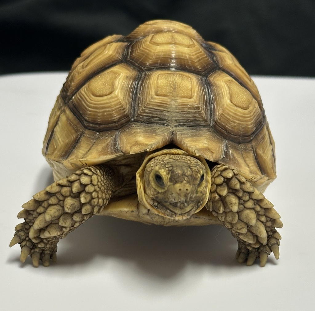 Shelter Stray Unknown Reptile last seen Near 49th Street, San Diego, CA, 92105, 5500 Gaines St, San Diego, CA 92110, USA