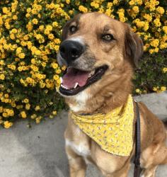 Shelter Stray Male Dog last seen Near Alvarado Road, San Diego, CA, 92120, El Cajon, CA 92020, USA