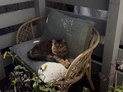 Lost Female Cat last seen Capel St & Queensberry St, North Melbourne, VIC 3051