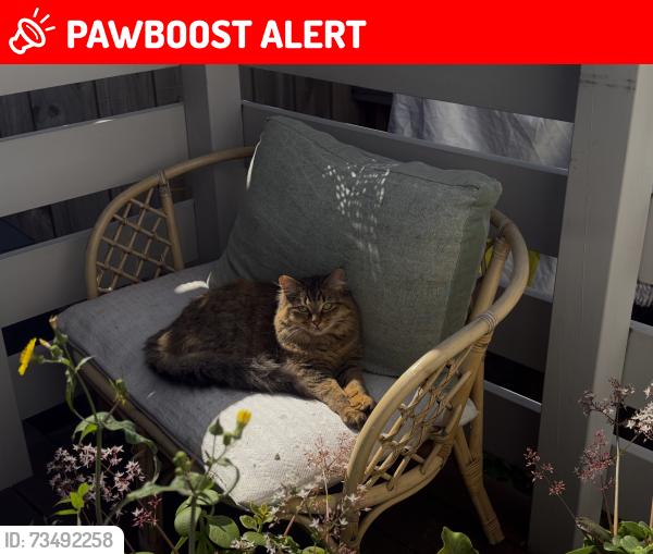 Lost Female Cat last seen Capel St & Queensberry St, North Melbourne, VIC 3051