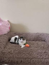 Lost Female Cat last seen Near ridge bank lame, Houston, TX 77041