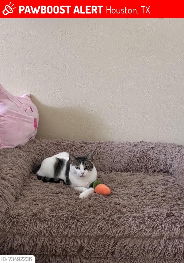 Lost Female Cat last seen Near ridge bank lame, Houston, TX 77041