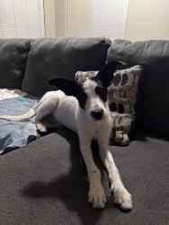 Found/Stray Male Dog last seen 67th Ave and Buckeye Road, Phoenix, AZ 85043
