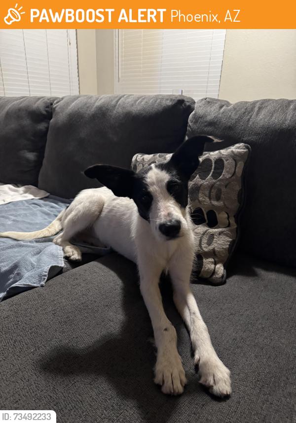 Found/Stray Male Dog last seen 67th Ave and Buckeye Road, Phoenix, AZ 85043