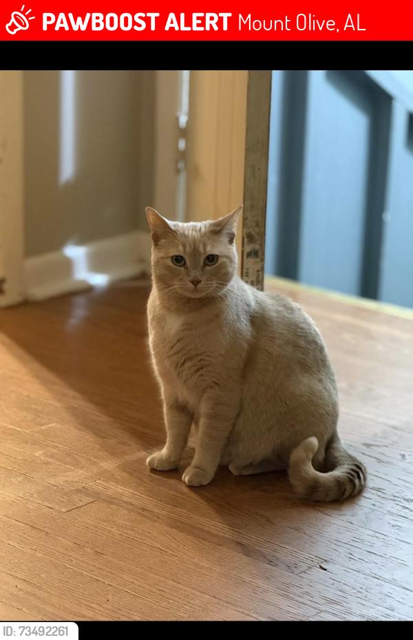 Lost Female Cat last seen meadowview lane mount olive alabama, Mount Olive, AL 35117