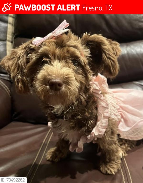 Lost Female Dog last seen Avenue D and Avenue C Fresno Tx, Fresno, TX 77545