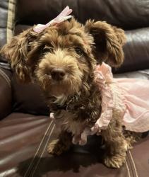 Lost Female Dog last seen Avenue D and Avenue C Fresno Tx, Fresno, TX 77545