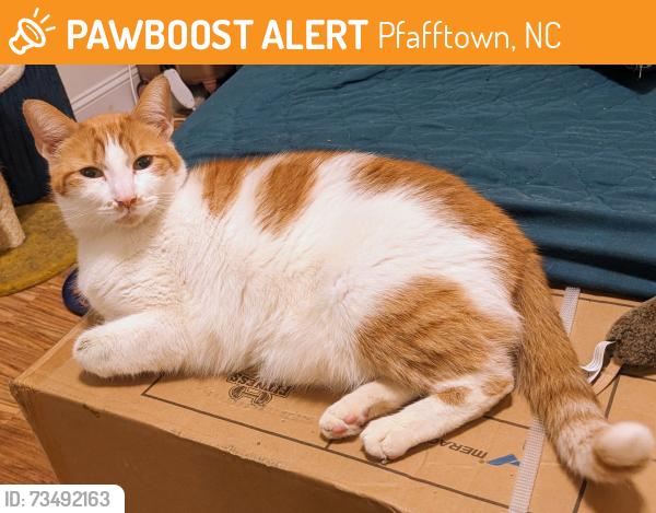 Found/Stray Female Cat last seen Pleasant Hill Church, Pfafftown, NC 27040