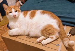 Found/Stray Female Cat last seen Pleasant Hill Church, Pfafftown, NC 27040