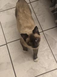 Reunited Male Cat last seen Betsy Ross elementary school, Anaheim, CA 92802