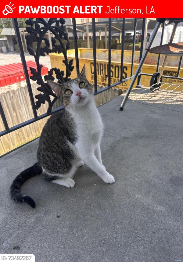 Lost Female Cat last seen Central Ave between Jefferson and airline, Jefferson, LA 70121