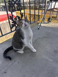 Lost Female Cat last seen Central Ave between Jefferson and airline, Jefferson, LA 70121