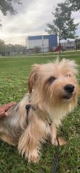 Reunited Male Dog last seen George Mason dr, Arlington, VA 22206