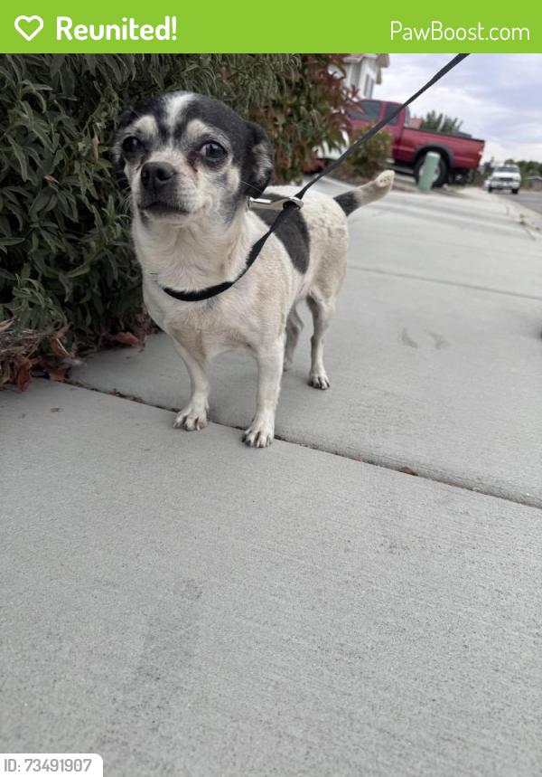 Reunited Female Dog last seen Elm St, Tehachapi, CA 93561
