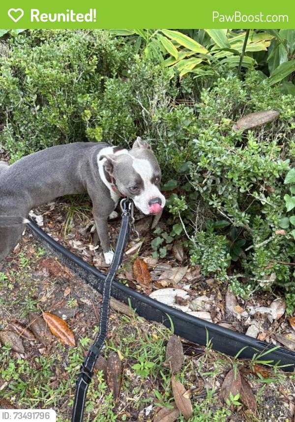 Reunited Male Dog last seen Near SE 1st Ave, Williston, FL 32696, USA, Williston, FL 32696