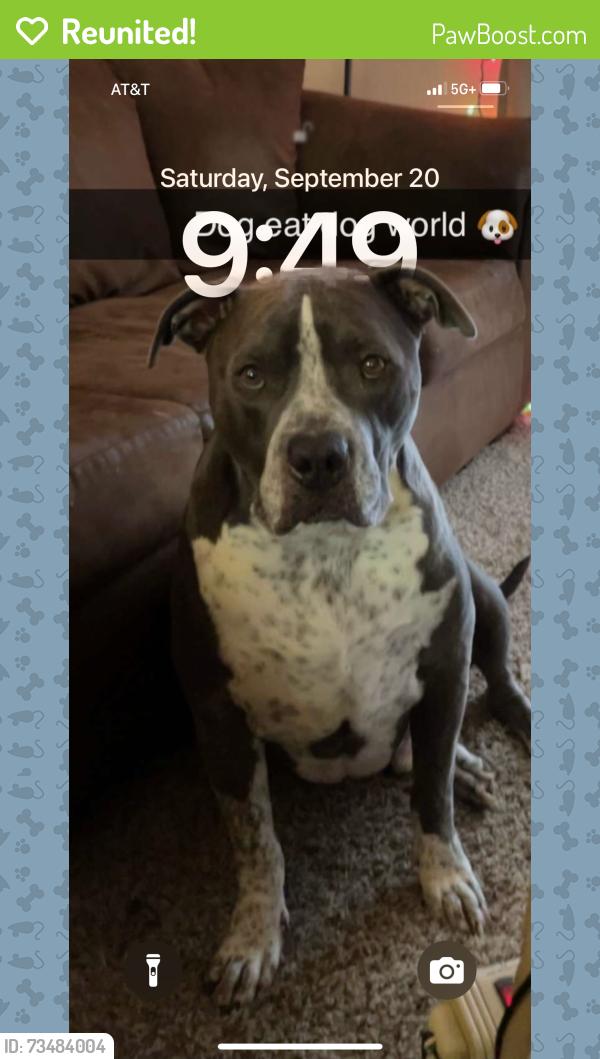 Reunited Male Dog last seen Morris and candeleria, Albuquerque, NM 87111