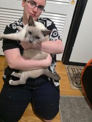 Found/Stray Male Cat last seen 42nd And Forest Manor, Indianapolis, IN 46226