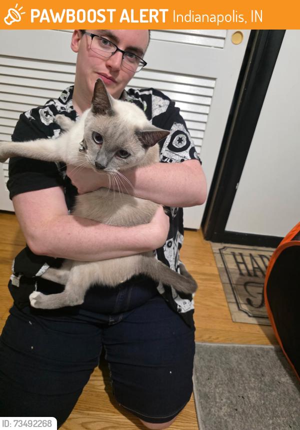 Found/Stray Male Cat last seen 42nd And Forest Manor, Indianapolis, IN 46226