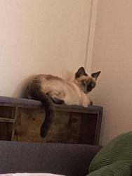 Lost Female Cat last seen Fire station on the avenue, Ventura, CA 93001