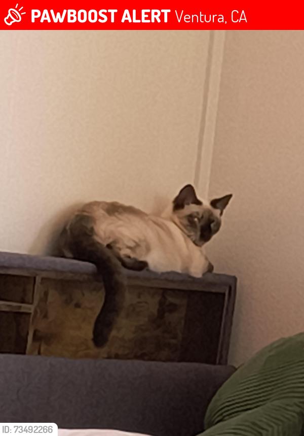 Lost Female Cat last seen Fire station on the avenue, Ventura, CA 93001