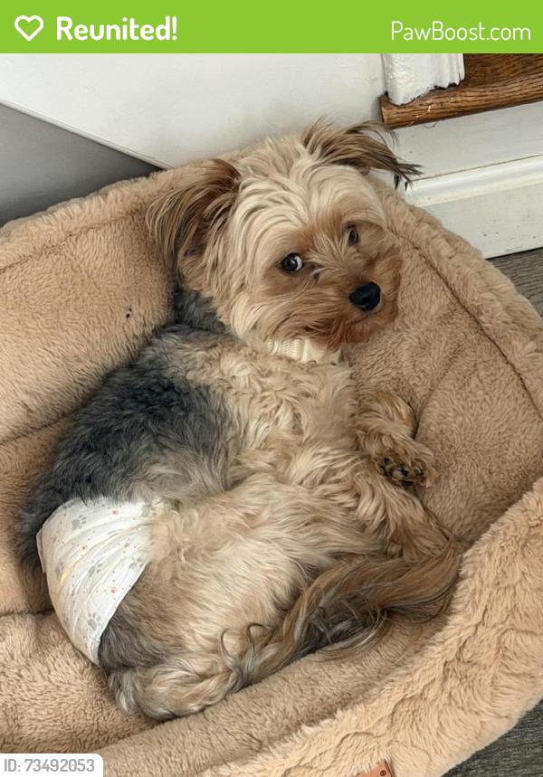 Reunited Male Dog last seen Pontiac st Warwick, Warwick, RI 02886