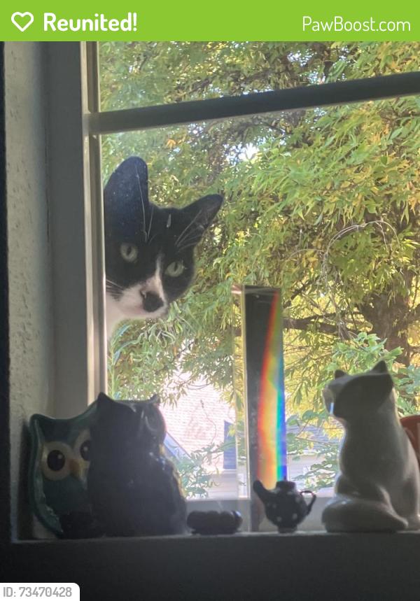 Reunited Female Cat last seen Fourth Ave NW, Olympia WA, Olympia, WA 98502