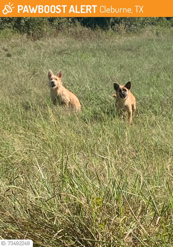 Found/Stray Unknown Dog last seen CR 1434 & Hagler Rd, Cleburne, TX 76033