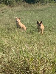 Found/Stray Unknown Dog last seen CR 1434 & Hagler Rd, Cleburne, TX 76033