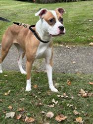 Found/Stray Female Dog last seen Top of State Street by Keppler, Johnstown, PA 15905