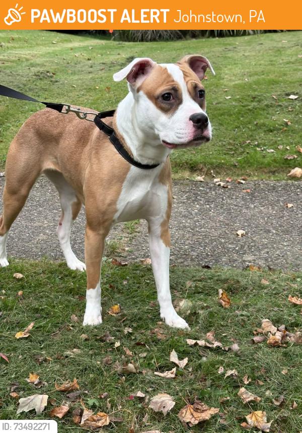 Found/Stray Female Dog last seen Top of State Street by Keppler, Johnstown, PA 15905