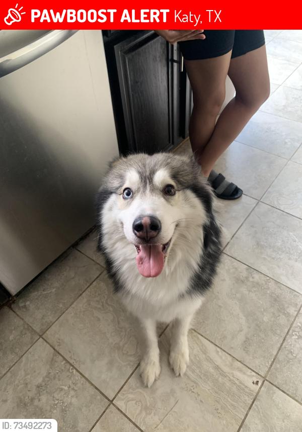 Lost Male Dog last seen Lakeview, Katy, TX 77449