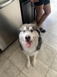 Lost Male Dog last seen Lakeview, Katy, TX 77449
