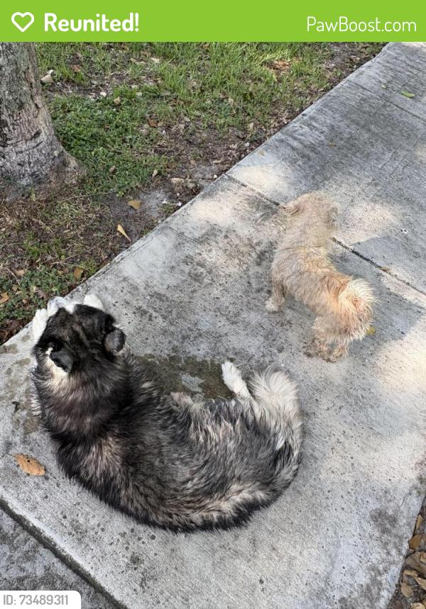 Reunited Unknown Dog last seen Shekenburger park, North Miami Beach, FL 33162