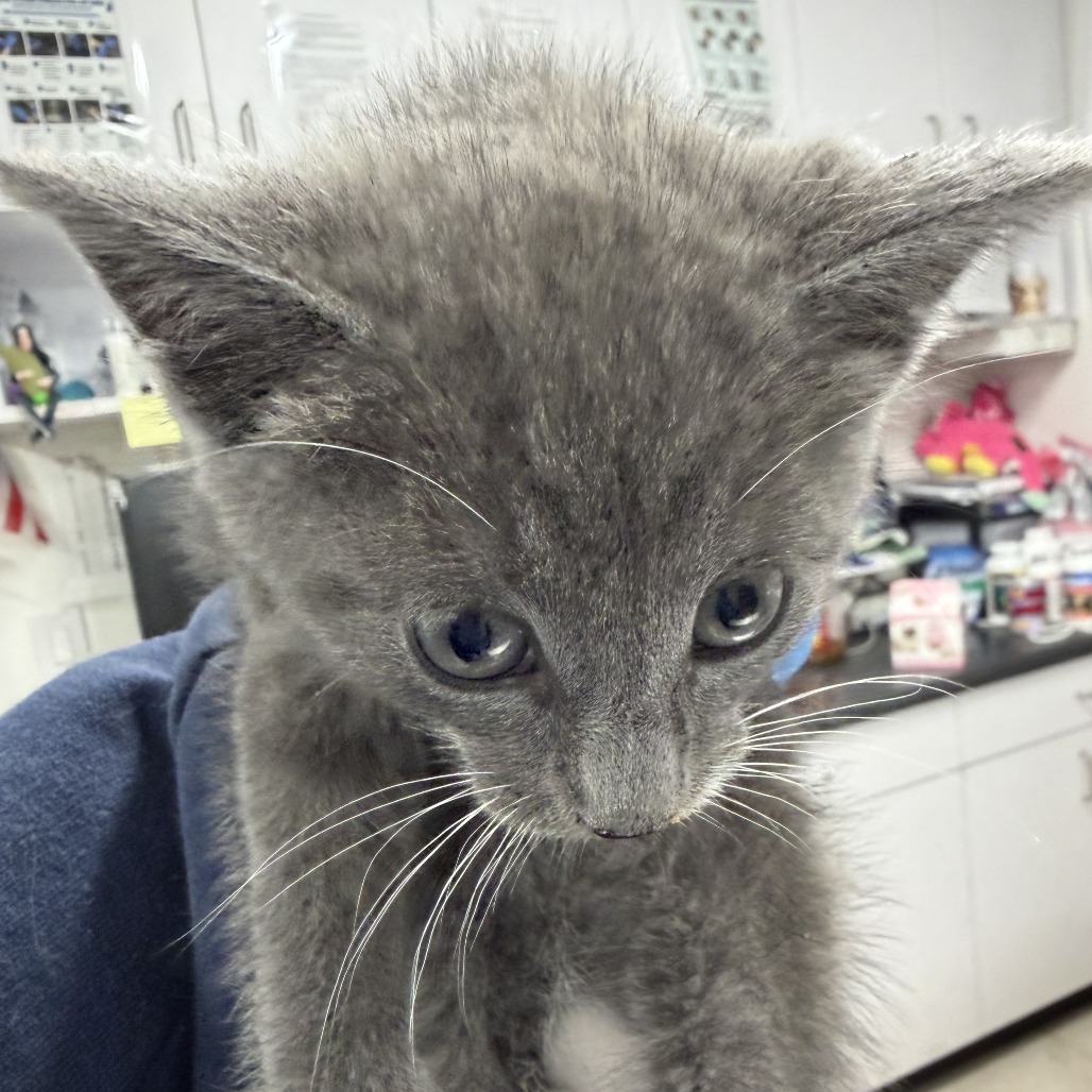 Shelter Stray Male Cat last seen , 124 Evergreen Ave, Newark, NJ 07114, USA