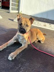 Lost Female Dog last seen Near cross ave, Salinas, CA 93905