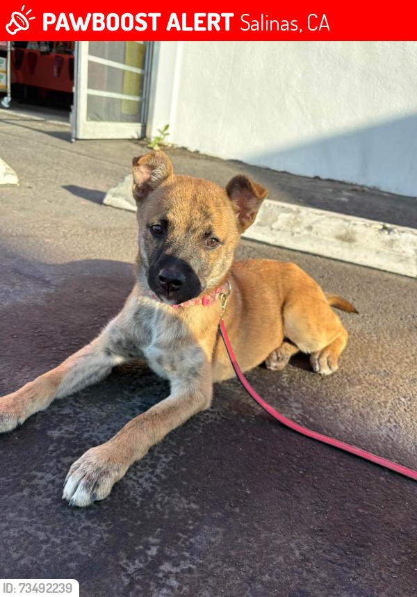 Lost Female Dog last seen Near cross ave, Salinas, CA 93905