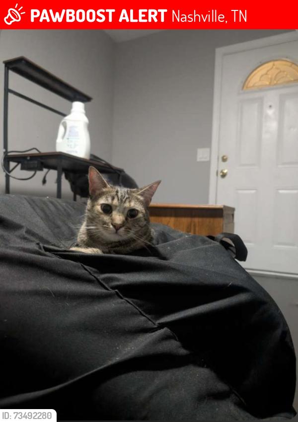 Lost Female Cat last seen Curdwood Blvd, Nashville, TN 37216
