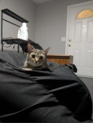Lost Female Cat last seen Curdwood Blvd, Nashville, TN 37216