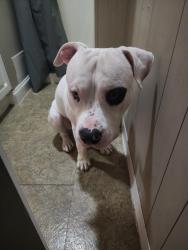 Lost Male Dog last seen Chestnut & Buttonwood, Larksville, PA 18651