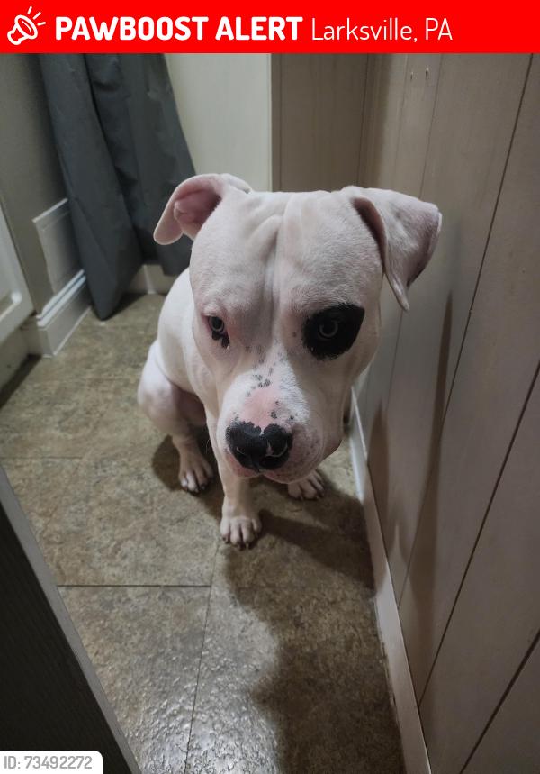 Lost Male Dog last seen Chestnut & Buttonwood, Larksville, PA 18651