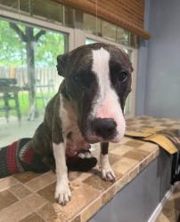 Lost Female Dog last seen Fawnwood st, San Antonio, TX 78233