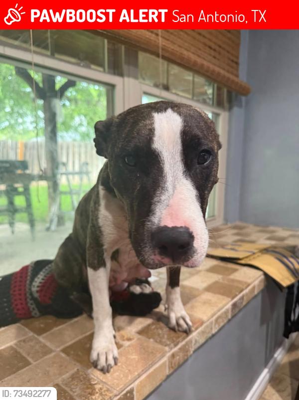 Lost Female Dog last seen Fawnwood st, San Antonio, TX 78233