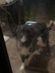 Found/Stray Male Dog last seen Harrison ave Saint Albans, Saint Albans, WV 25177