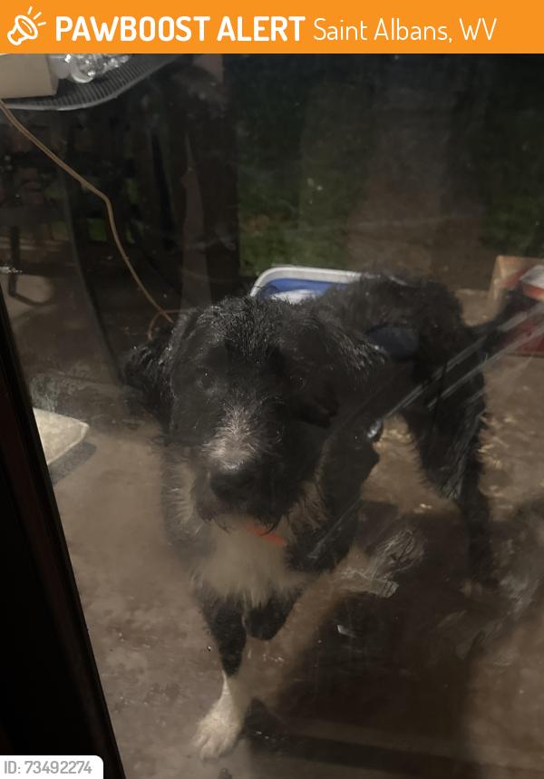 Found/Stray Male Dog last seen Harrison ave Saint Albans, Saint Albans, WV 25177