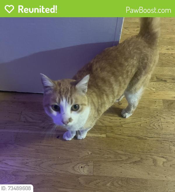 Reunited Unknown Cat last seen Ocean View and Margarido, Oakland, CA 94618