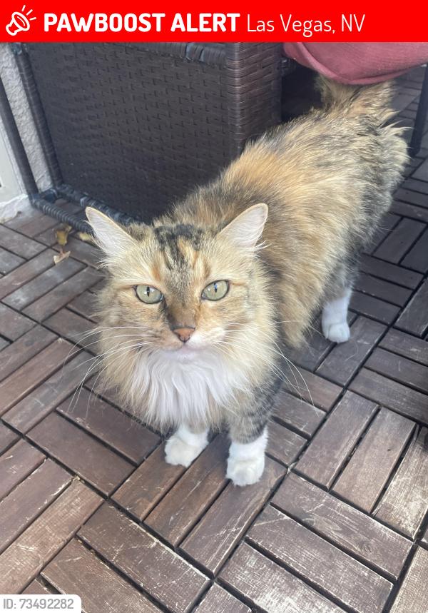 Lost Female Cat last seen Leaf, Las Vegas, NV 89144