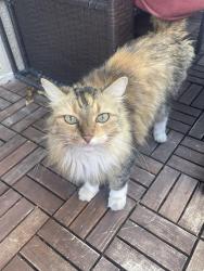 Lost Female Cat last seen Leaf, Las Vegas, NV 89144